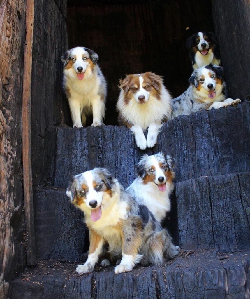 australian shepherd puppies for sale near me