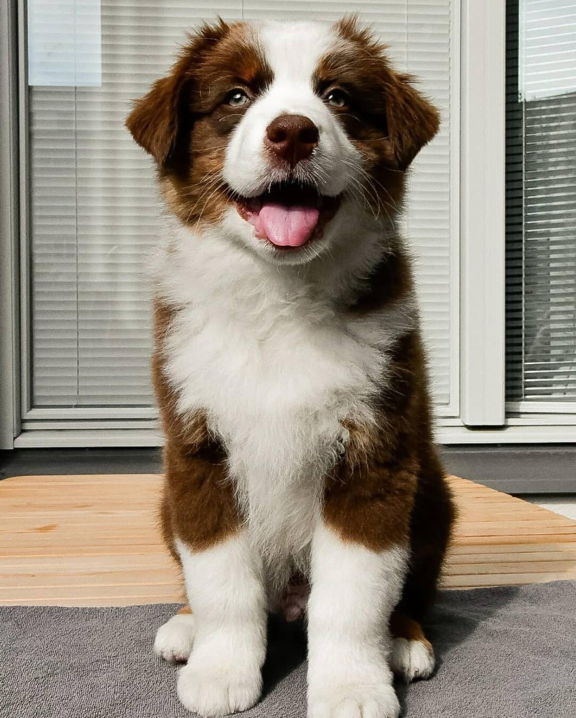 australian shepherd puppy for sale